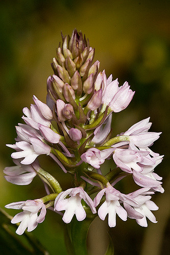 Orchis pyramidal
