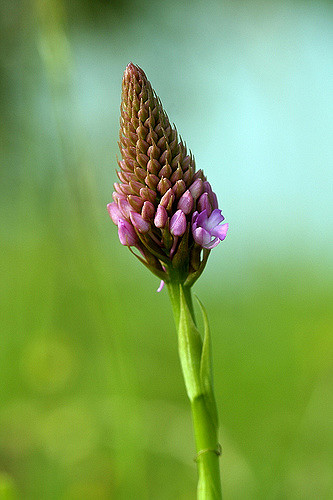 Orchis pyramidal
