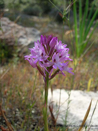 Orchis pyramidal
