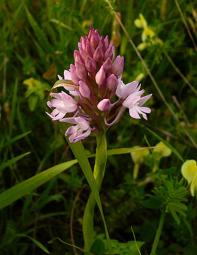 Orchis pyramidal