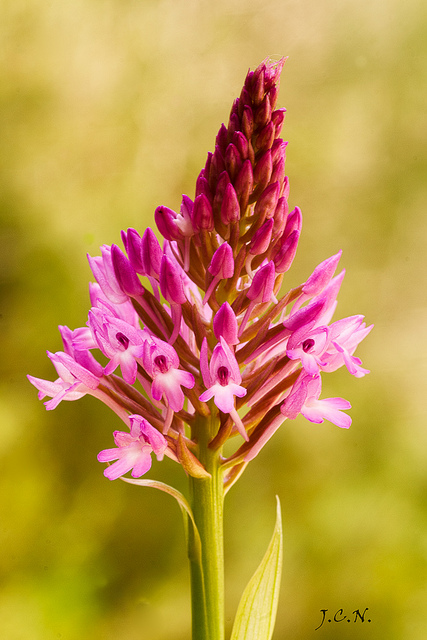 Orchis pyramidal