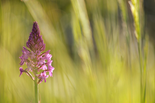 Orchis pyramidal (Anacamptis pyramidalis)