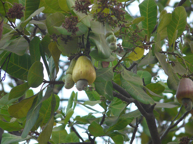 Acajou à pommes