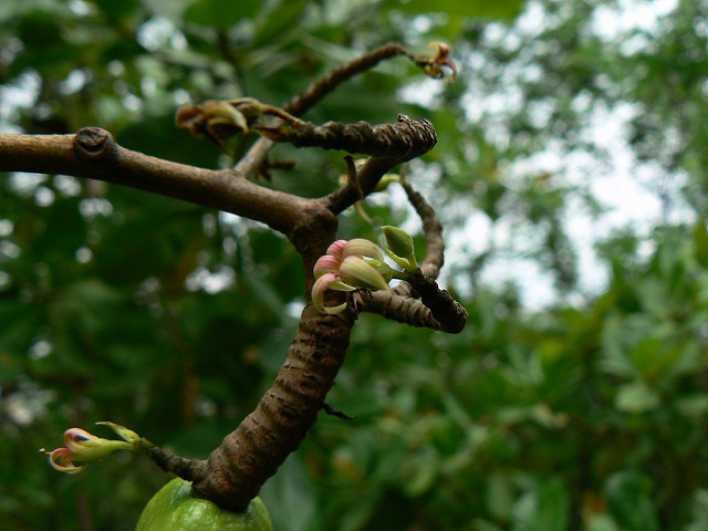 Acajou à pommes (Anacardium occidentale)