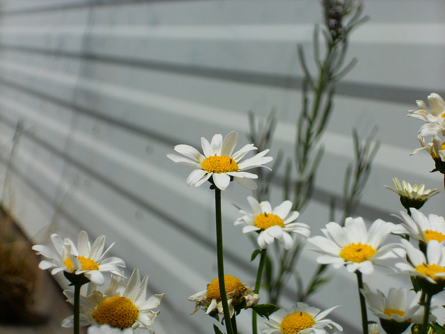Anacycle en massue (Anacyclus clavatus)