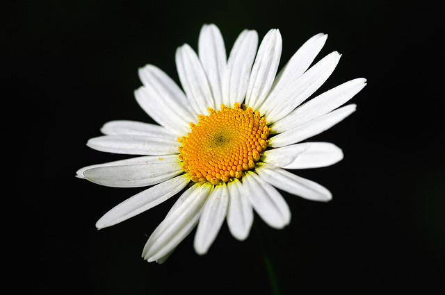 Anacyclus pyrethrum