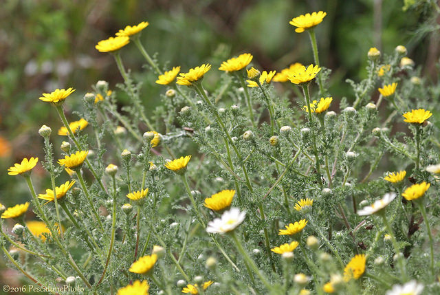 Anacycle radié (Anacyclus radiatus)