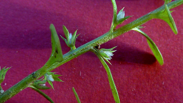 Centenille naine