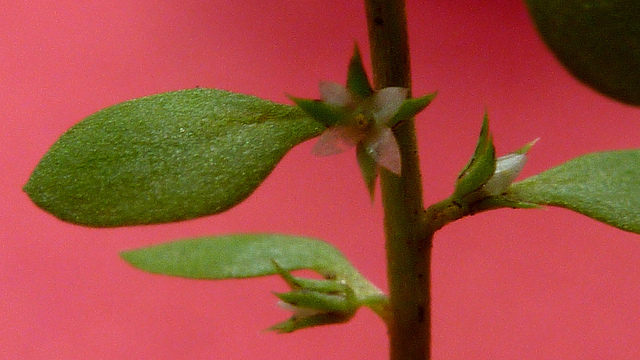 Centenille naine