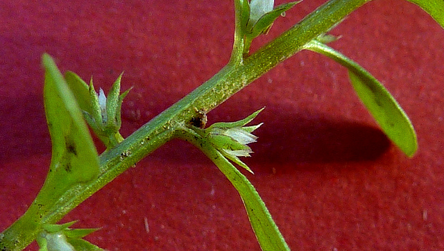 Centenille naine