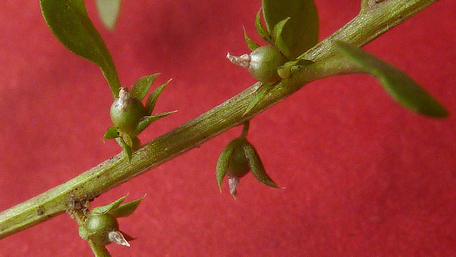 Centenille naine