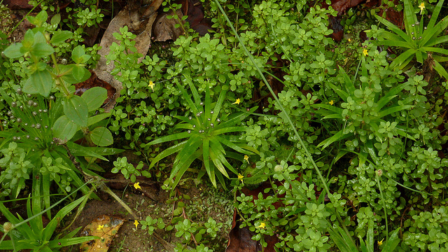 Centenille naine (Anagallis minima)