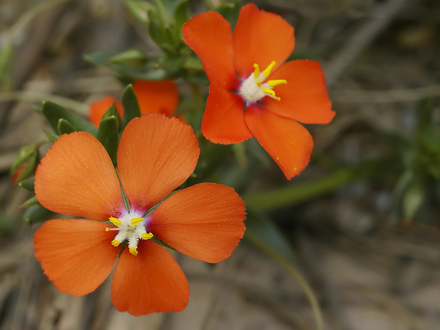 Mouron de monel (Anagallis monelli)