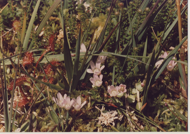 Mouron délicat