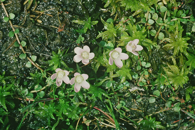 Mouron délicat (Anagallis tenella)