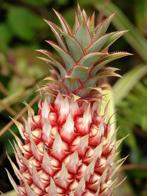 Ananas ananassoides (Ananas ananassoides)