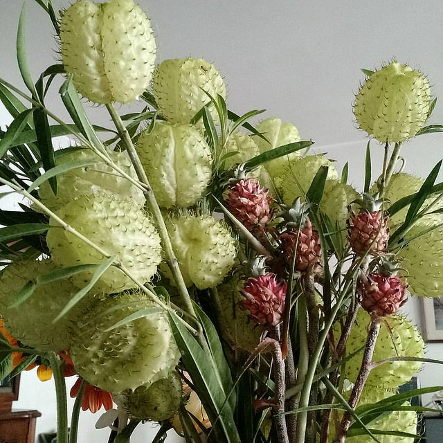 Ananas ananassoides