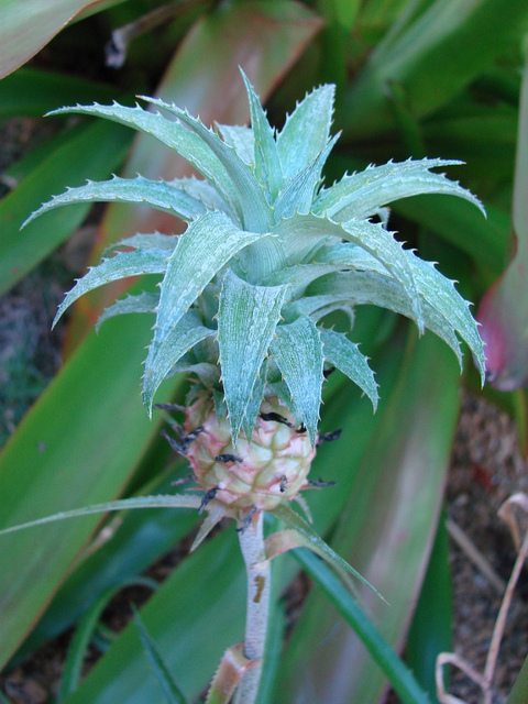 Ananas ananassoides