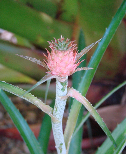Ananas ananassoides