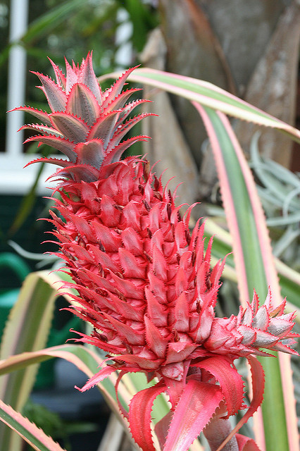 Ananas requin (Ananas bracteatus)