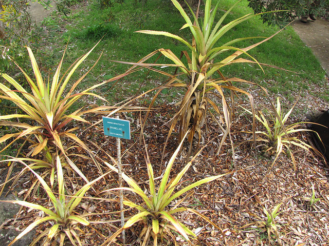 Ananas requin