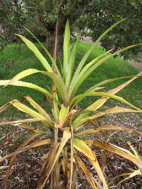 Ananas requin