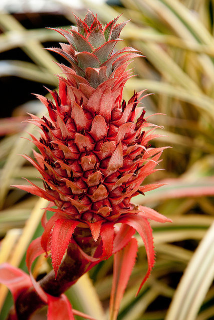 Ananas requin