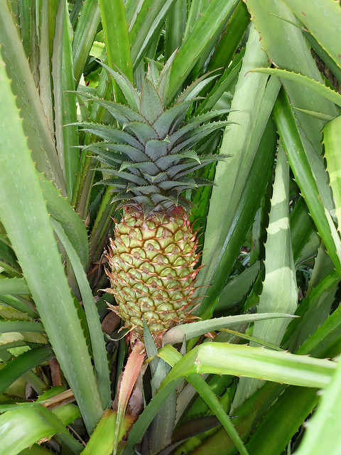 Ananas requin