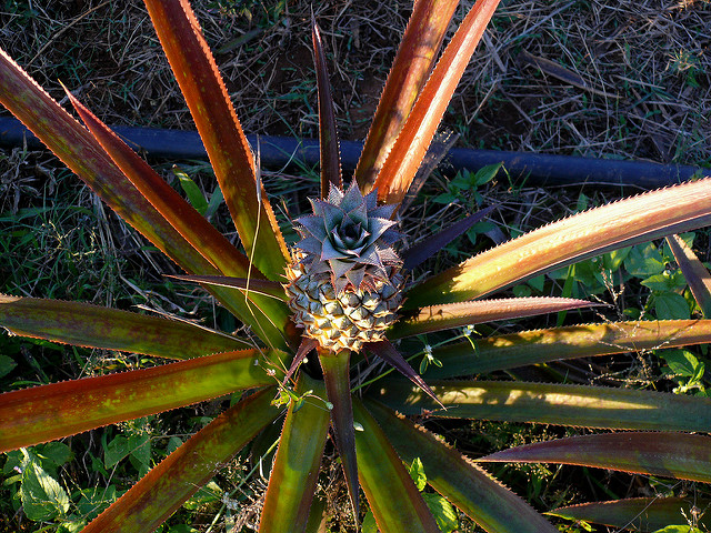 Ananas