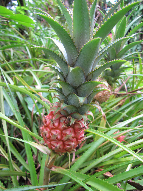 Ananas nanus