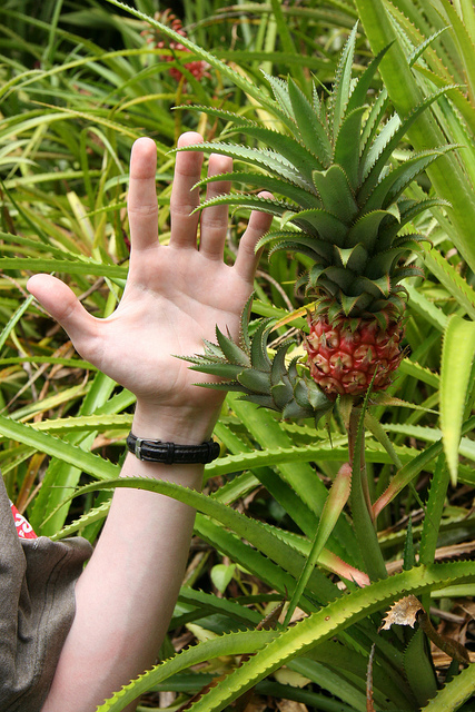Ananas nanus