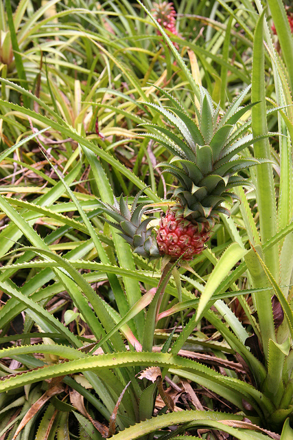 Ananas nanus