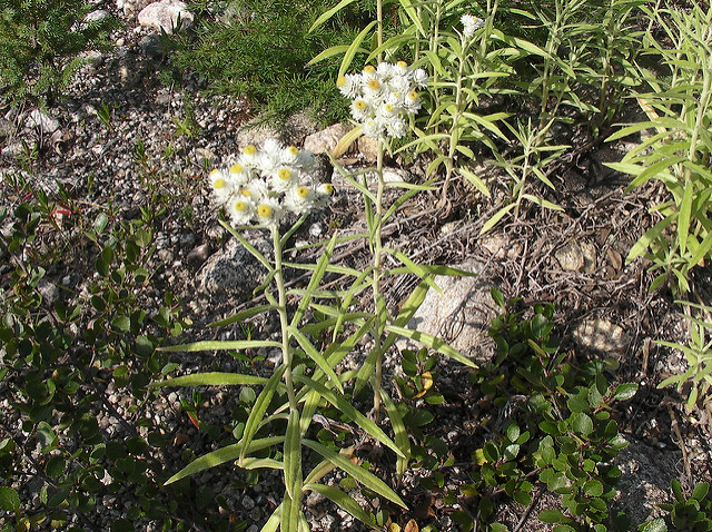 Immortelle de virginie (Anaphalis margaritacea)