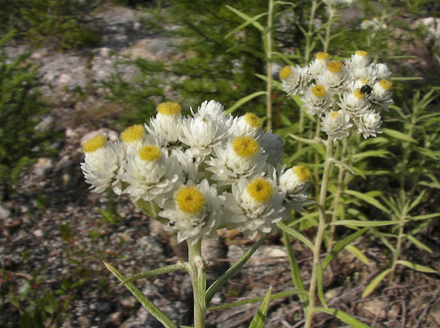 Immortelle de virginie
