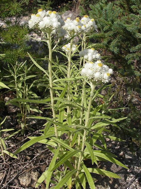 Immortelle de virginie