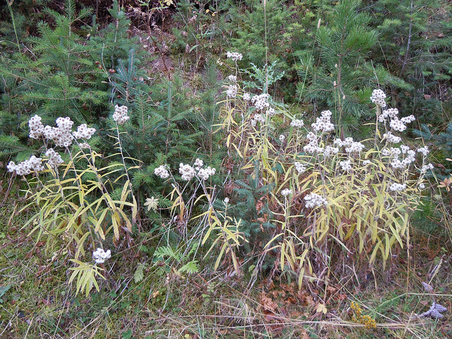 Immortelle de virginie