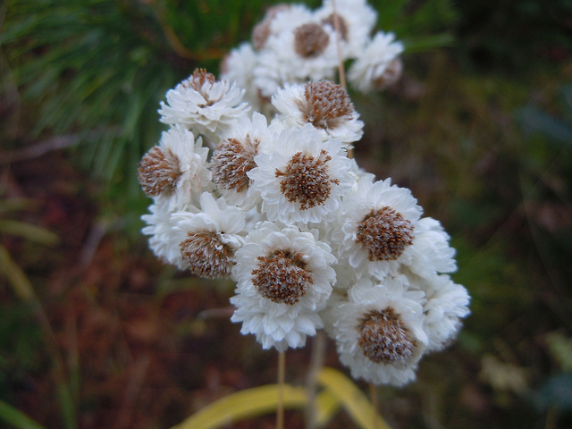 Immortelle de virginie