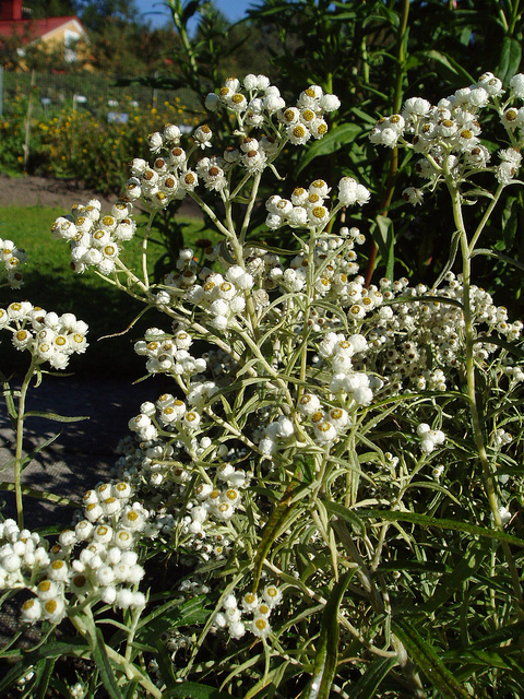 Anaphalis triplinervis (Anaphalis triplinervis)