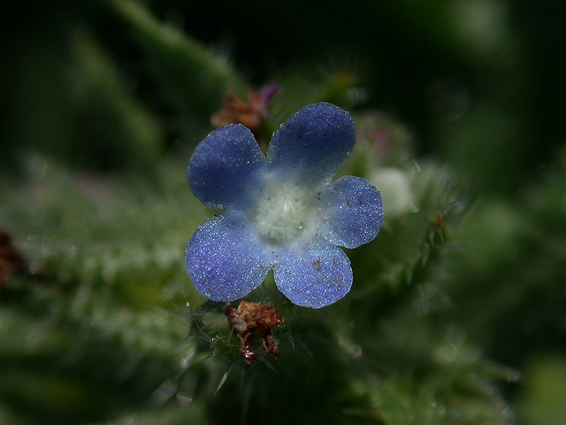 Buglosse des champs (Anchusa arvensis)