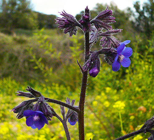 Anchusa azurea (Anchusa azurea)