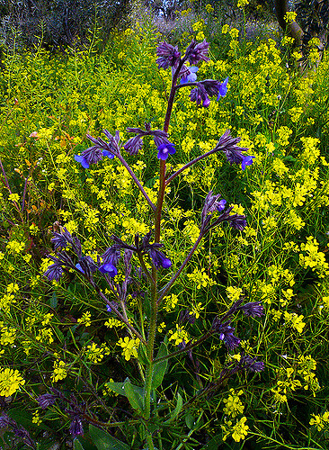 Anchusa azurea