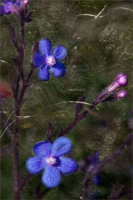 Anchusa azurea