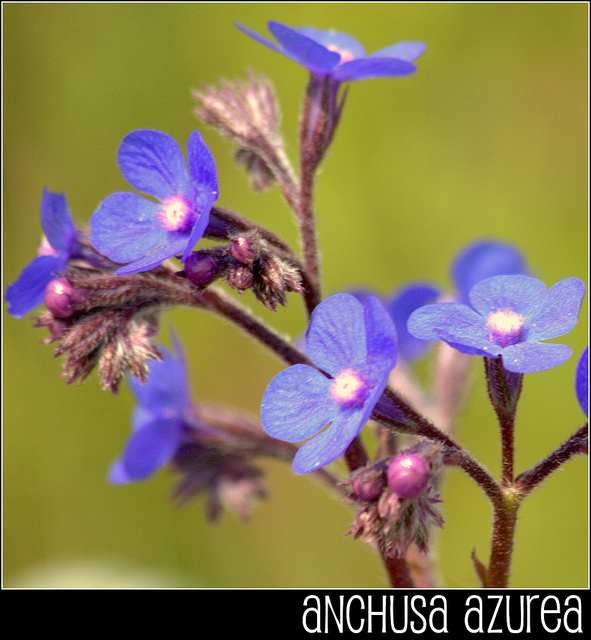 Anchusa azurea
