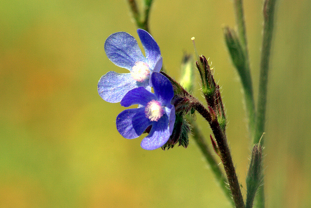 Anchusa azurea