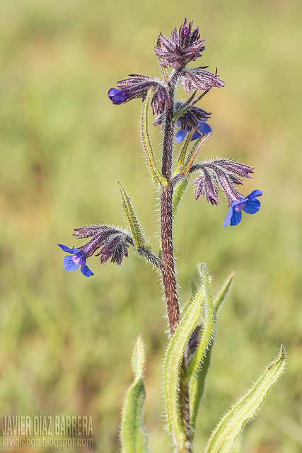 Anchusa azurea