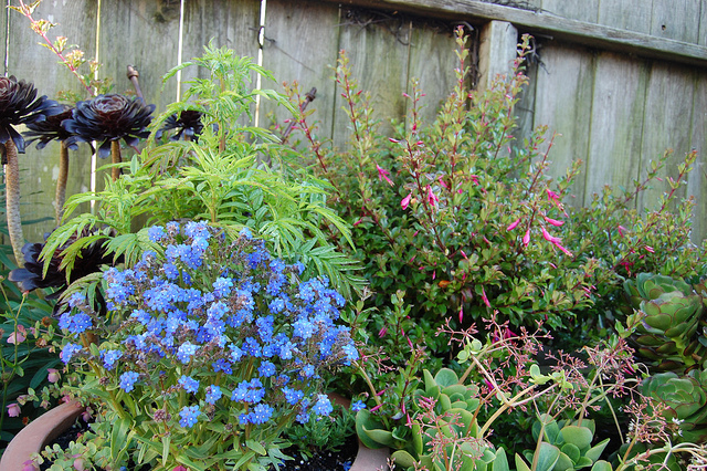 Anchusa capensis