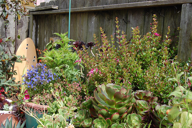 Anchusa capensis
