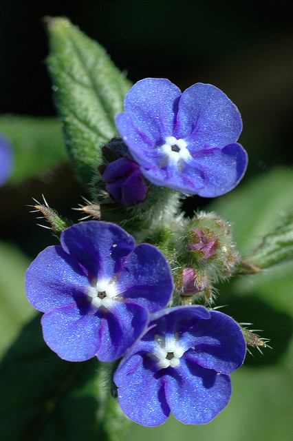 Anchusa capensis