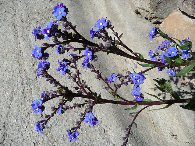 Anchusa capensis (Anchusa capensis)