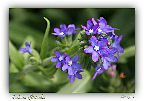 Buglosse officinale (Anchusa officinalis)